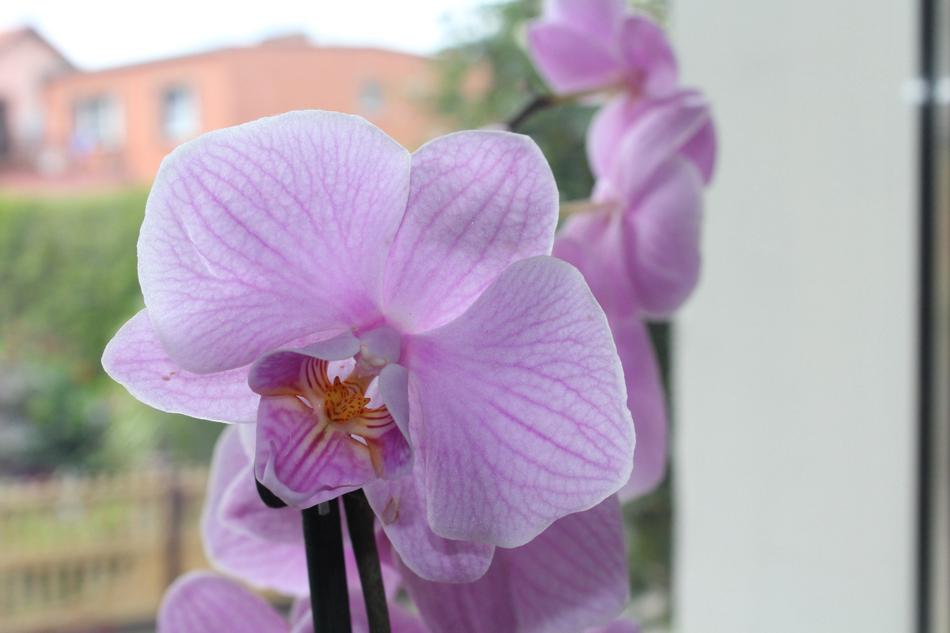 homemade pink orchid in the window