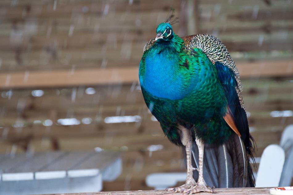Bird Vasarn Pheasant