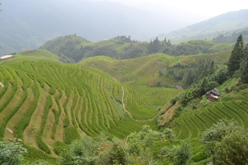 China Rice Paddies Terraces
