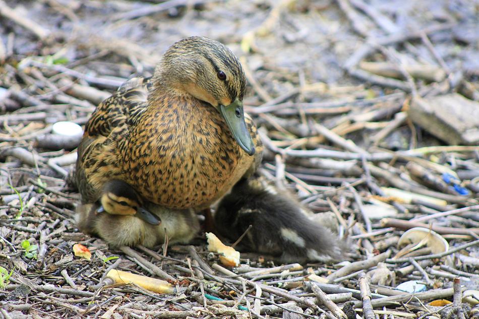 Duck Ducklings Mom at wildlife