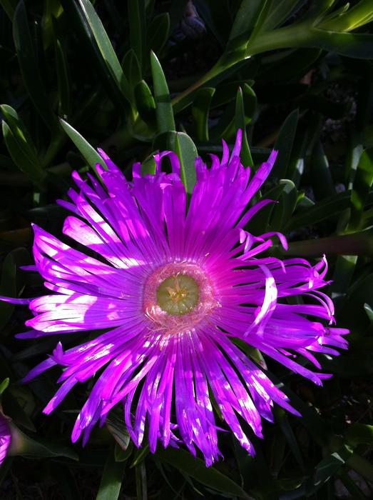 Flower Nature River