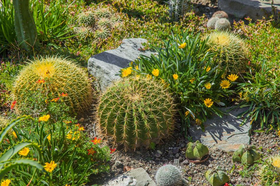 Cactus Mammilaria Sting