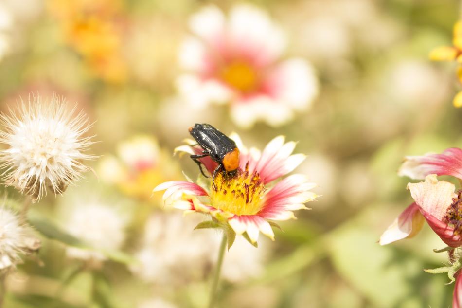 Close-up of the insect, on the colorful and beautiful flower, among the other flowers