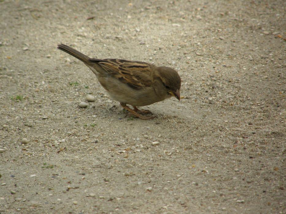 Bird Avian at Nature