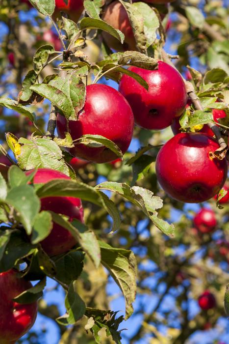 red ripe apples on a tree