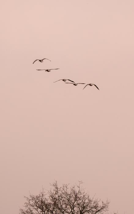 wild birds in the sky