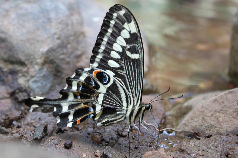 Close-up of the colorful and beautiful swallowtail butterfly with patterns, on the rocks