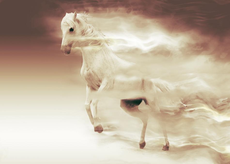Mare Animal Nature clipart