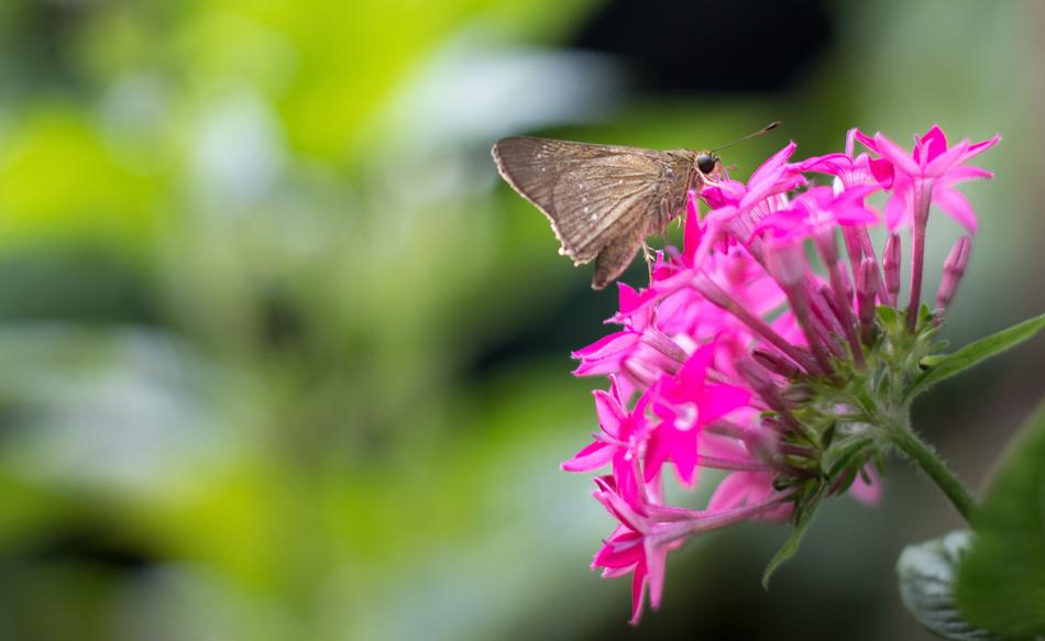 Butterfly Moth Buds