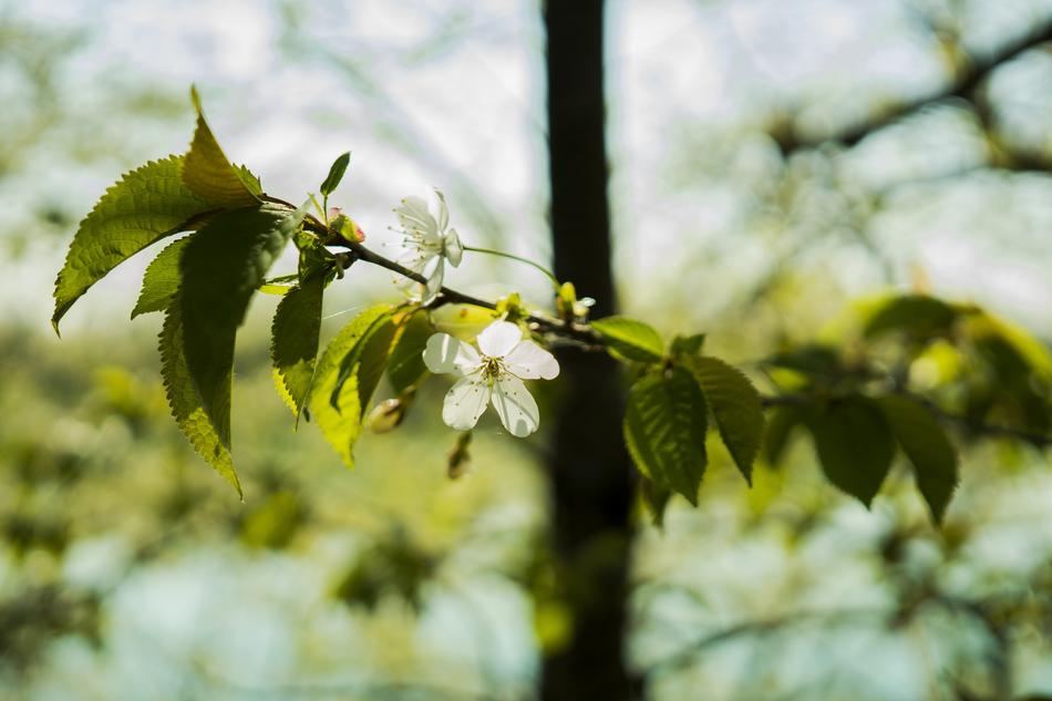Cherry Tree Blossom