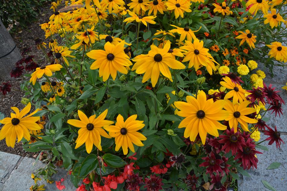 Flowers Plants Massif