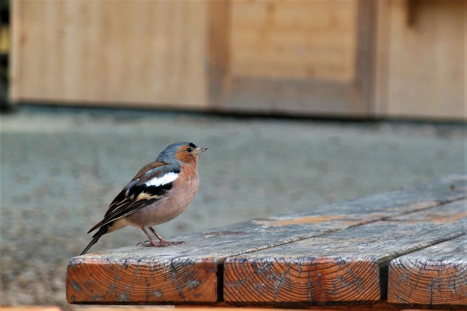 Bird Park Forest