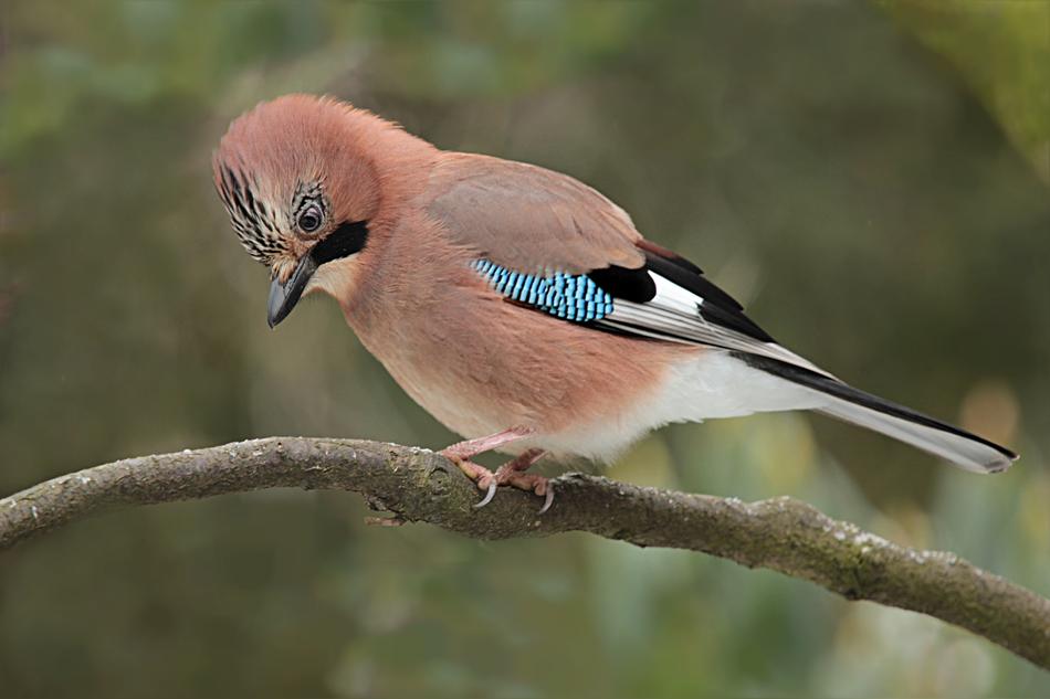 Colorful, cute and beautiful jay bird on the branch, among the plants