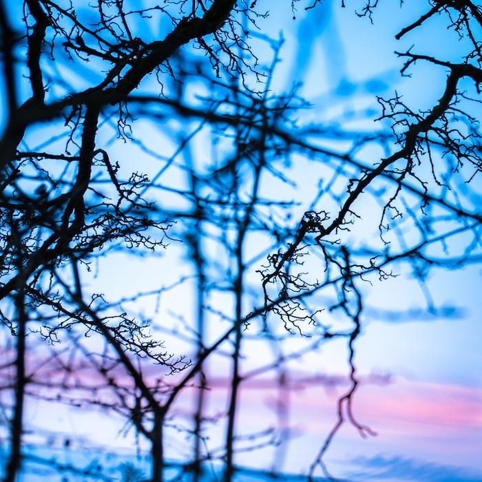 Branches Abstract Branch free image download