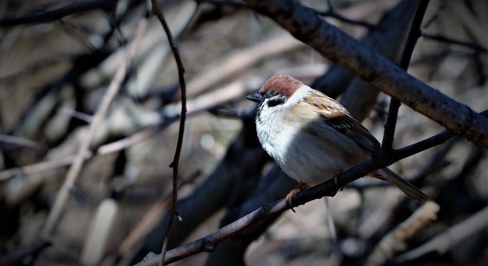 Bird Animals Perched