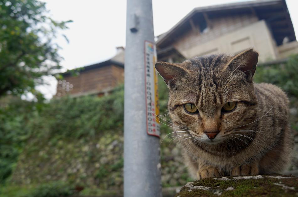 street cat sits near the post
