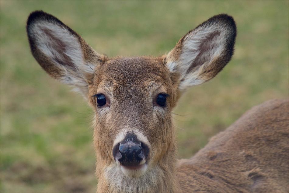 Portrait of the colorful, cute and beautiful deer on the grass