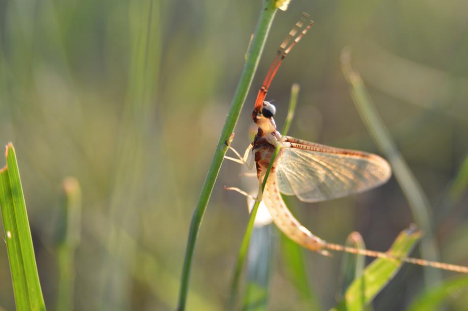Macro view of Bug at Summer