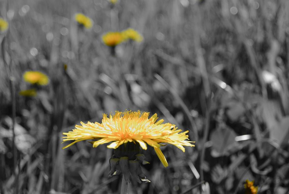 yellow flowers on a background of black grass