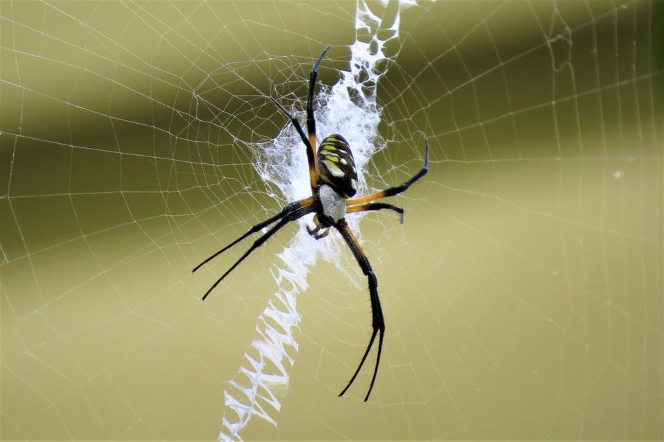 Insect Spider Web