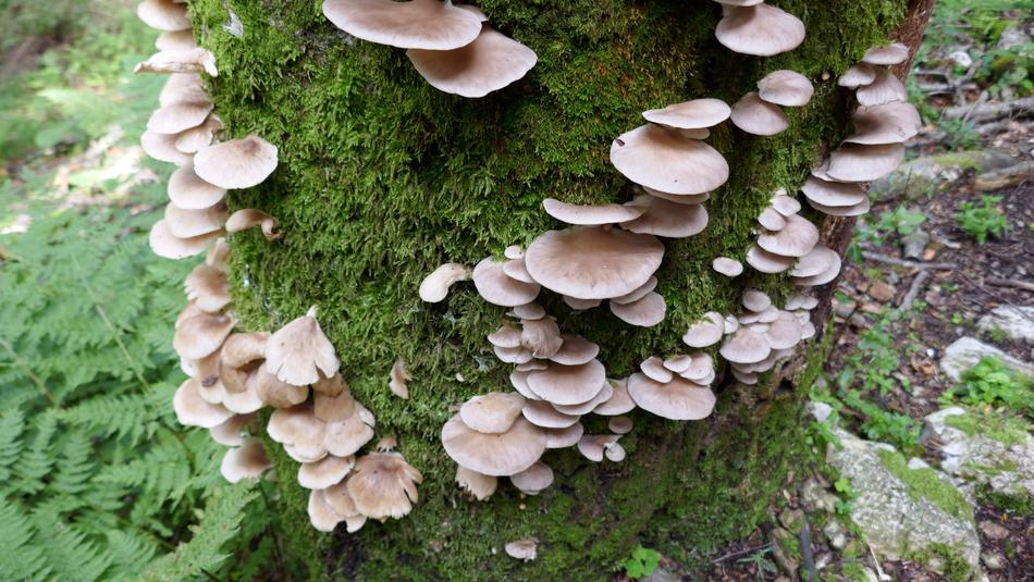 mushrooms and moss on a tree trunk