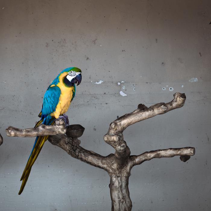 Colorful, cute and beautiful ara bird on the plant with branches