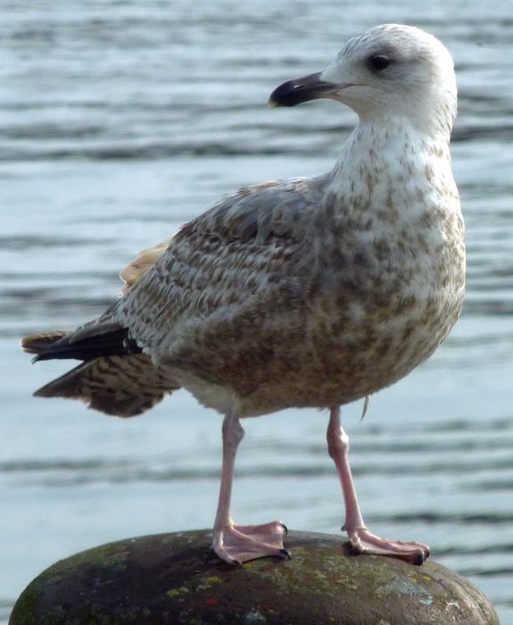 Skuas Stercorariidae Plover-Like