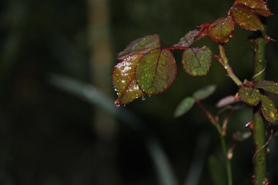 wet rose leaves, close-up