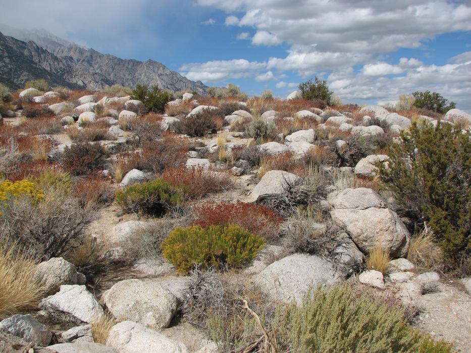 grass grown in rocks