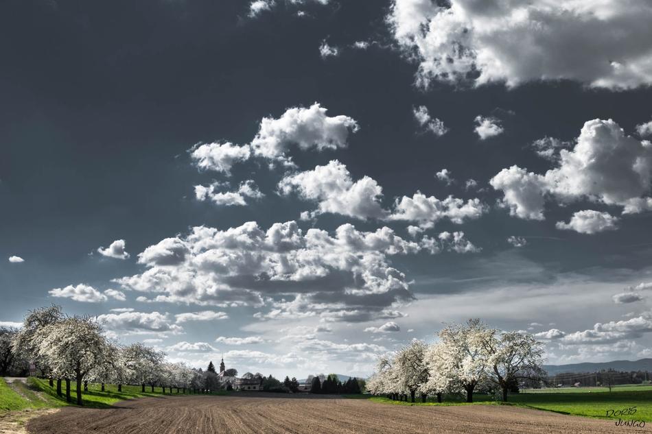 Clouds Cherry Blossoms Trees
