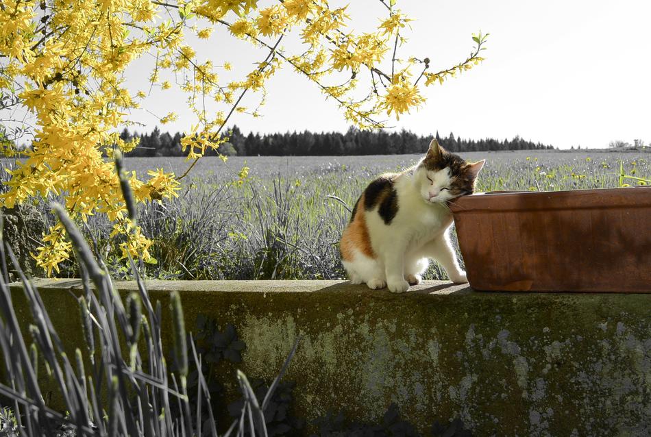 Cat on meadow Landscape