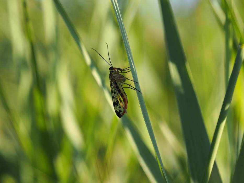 Fly Insect Grasshopper on grass