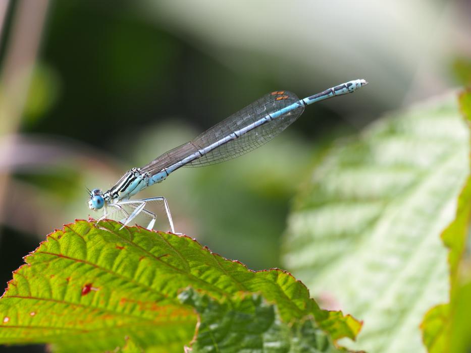 Dragonfly Insect Close Up view