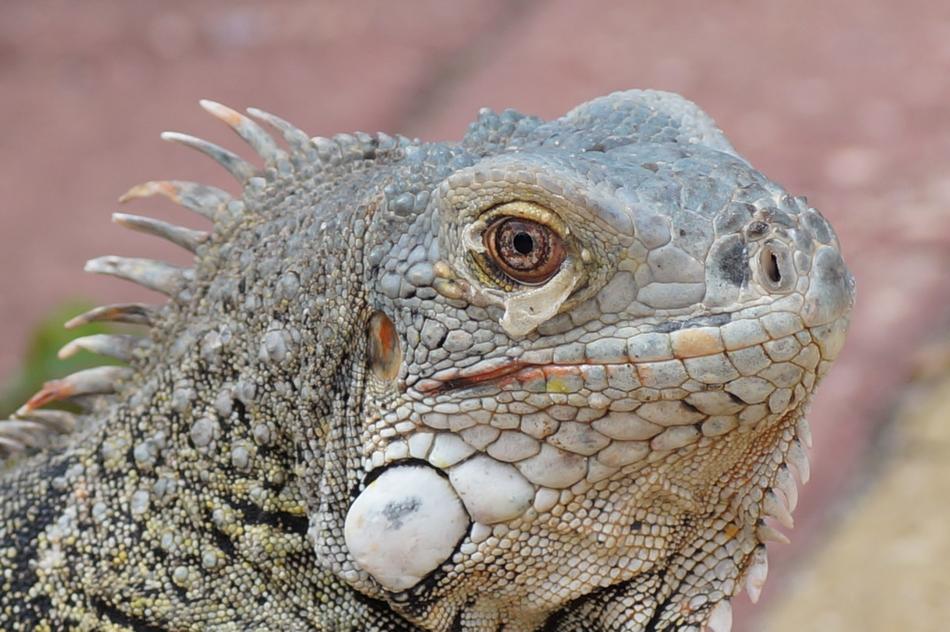 iguana close-up on a blurred background