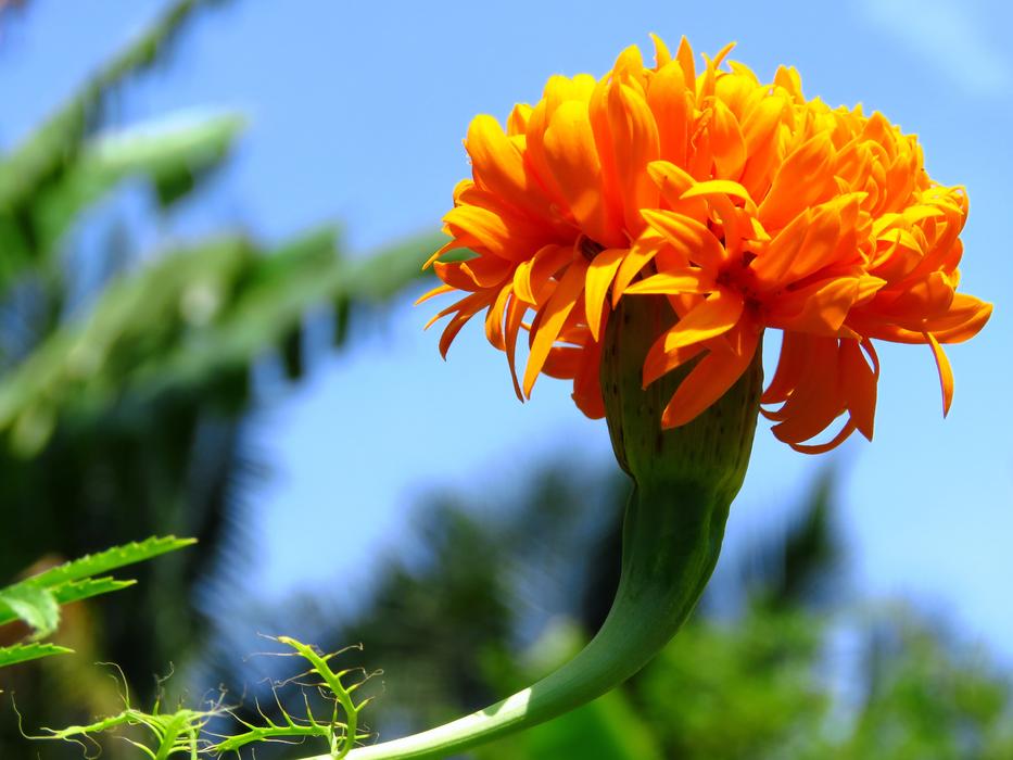 orange flower against the sky
