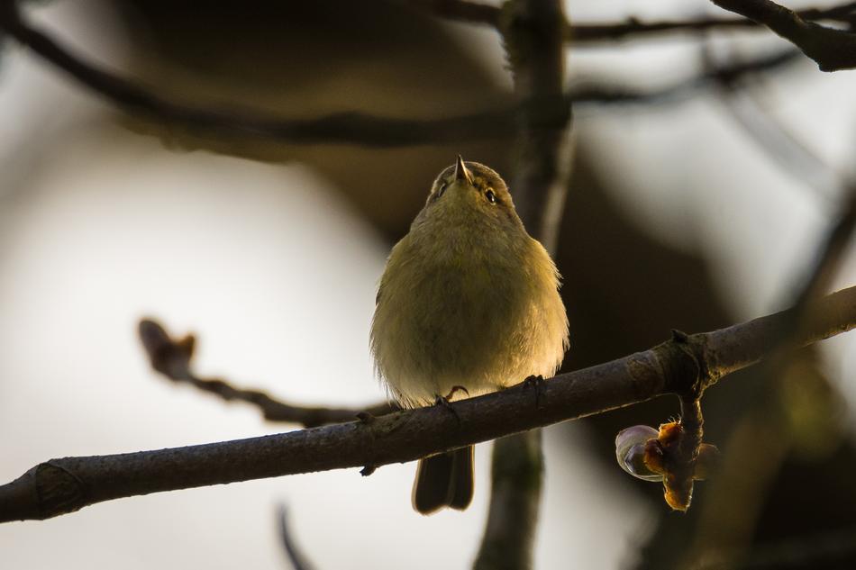 Beautiful, colorful and cute willow warbler on the branch of the plant, in the spring