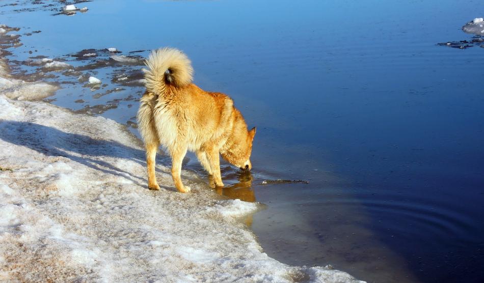 Red Dog and melting ice