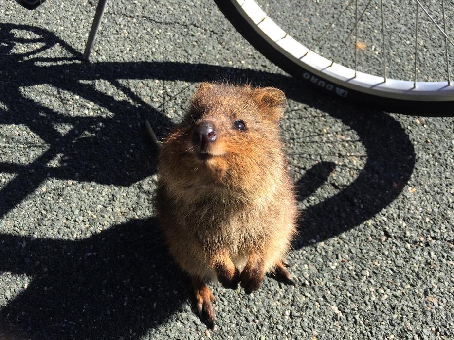 Quokka Animal in Wildlife