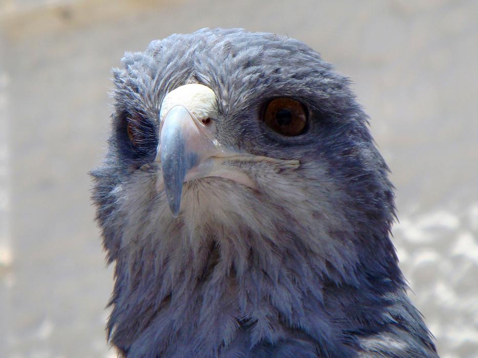 Portrait of the beautiful and cute blue eagle