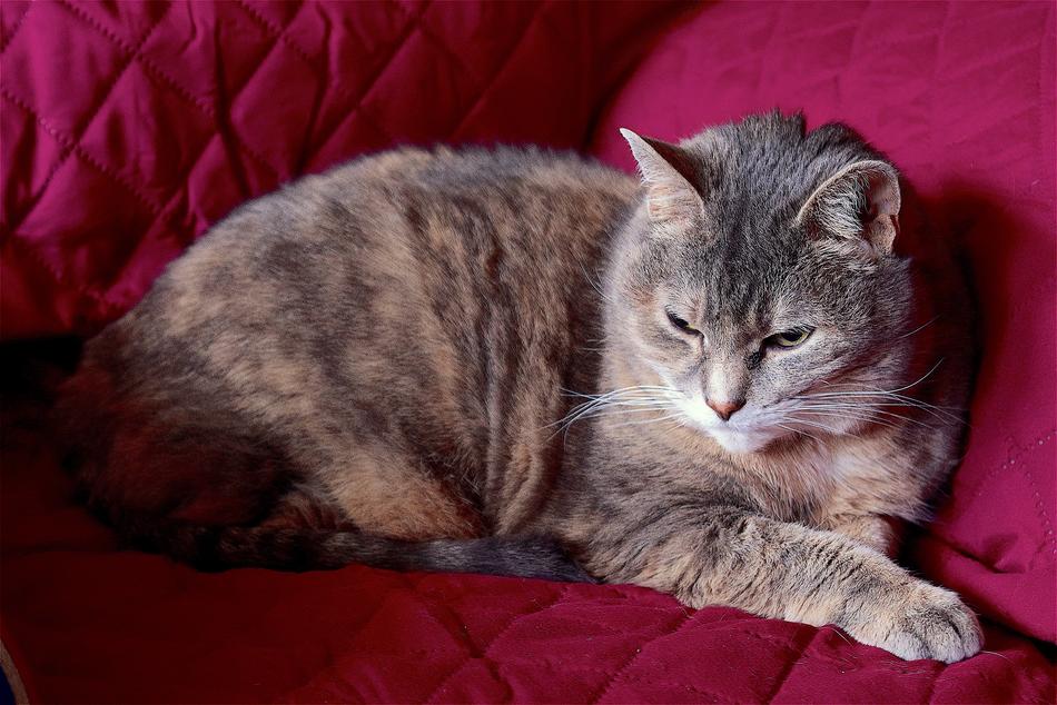 Cat Sleepy Animal