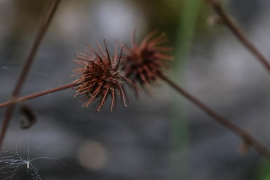 spiny flowers on a branch