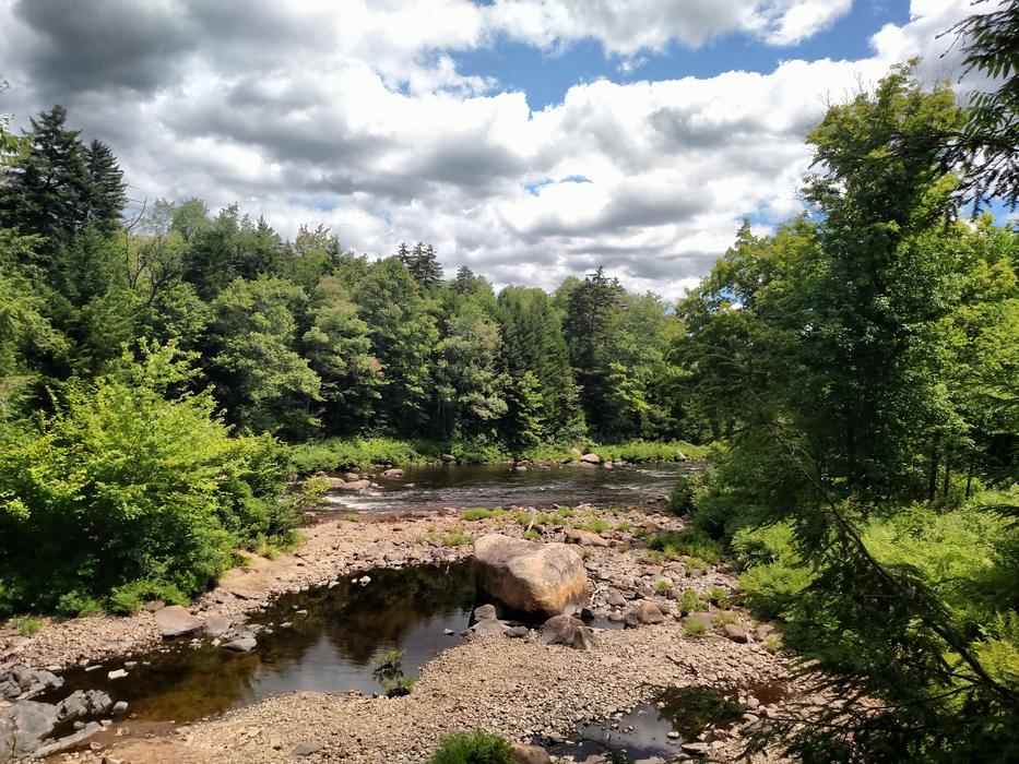 Forest Creek Water