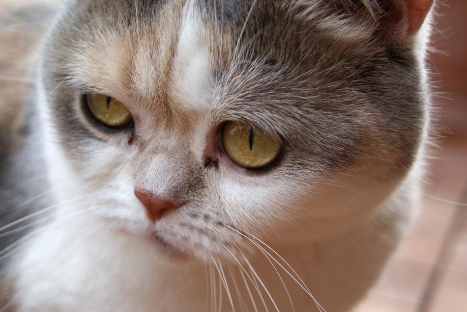 Cat British Shorthair