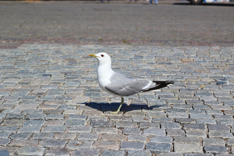 seaGull Bird on street
