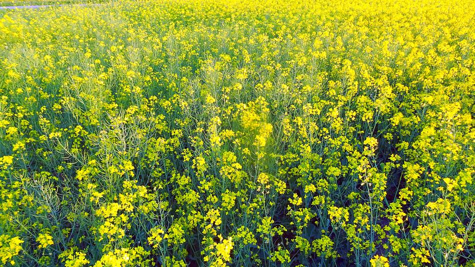 Field Colza