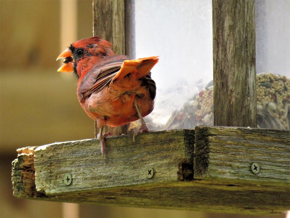Cardinal, male bird on feeder