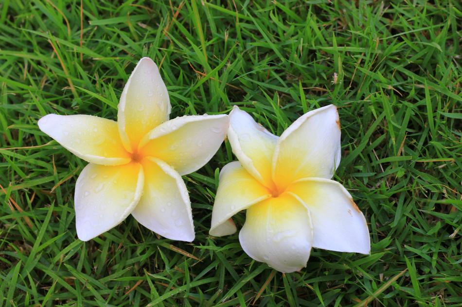 gorgeous white flowers on the grass