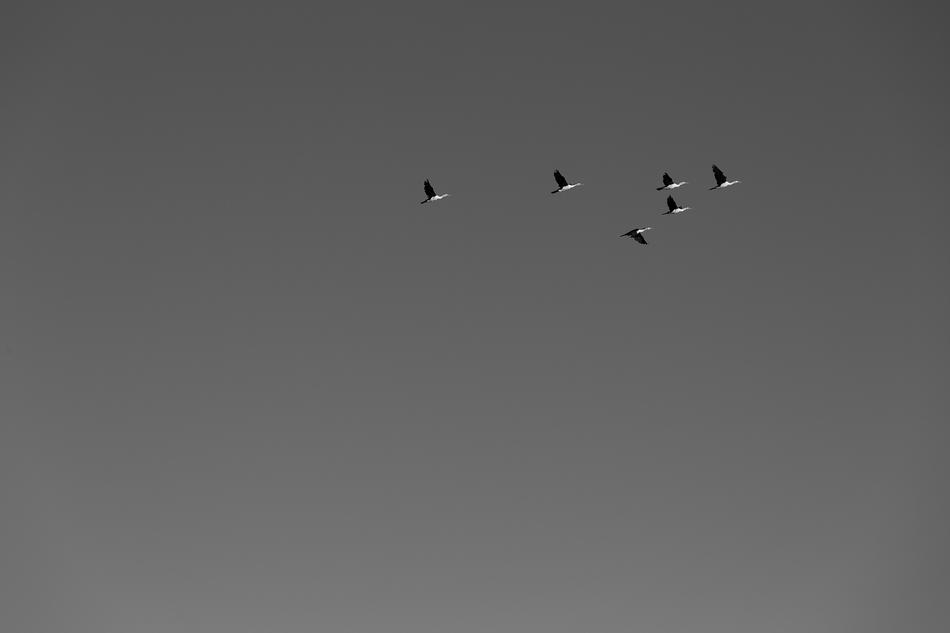 Sky Bird Animal