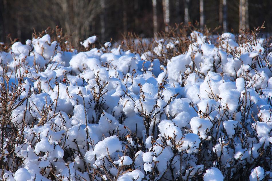 snow bushes in the park