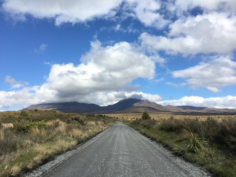 gray road in the distance with plants